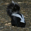 Skunk & Raccoon Removal | Northeast Wildlife Services